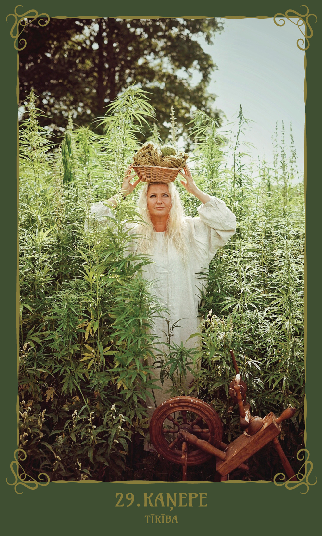 29. Kaņepe. Tīrība.